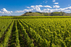 A letter from the vineyards of Aotearoa New Zealand