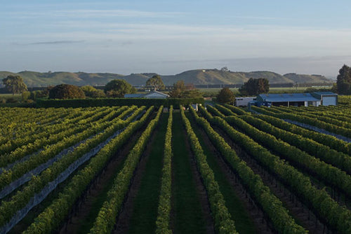 Hastings Vineyard